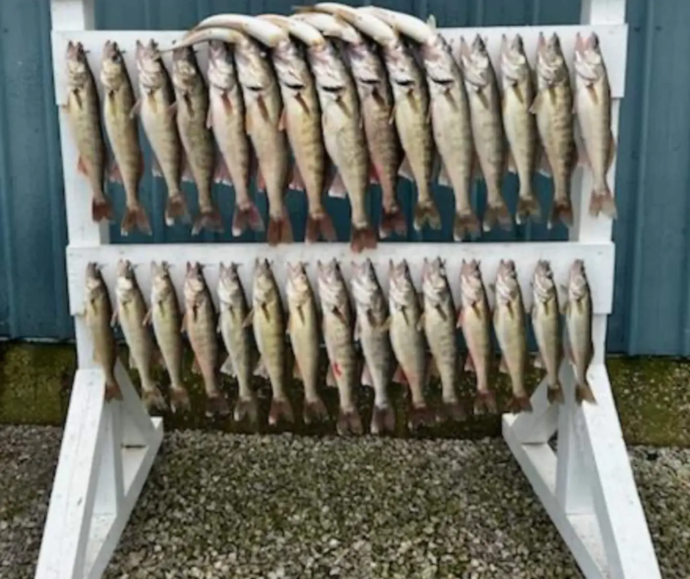 Lake Erie walleye catch from a Port Clinton fishing charter